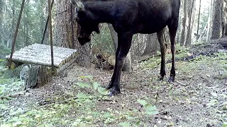 The best Colorado wildlife compilation in and around a natural spring HD 1080p