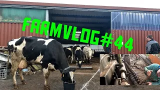 FarmVLOG #44 die Kälber sind los / weiter geht's beim Mengele