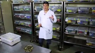 Aula 2-- parte II: Ecologia e classificação de serpentes peçonhentas
