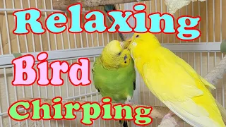 10 Hr Happy Parakeets Sing Playing & Eating, Cute Budgies Chirping. Reduce Stress of lonely Birds