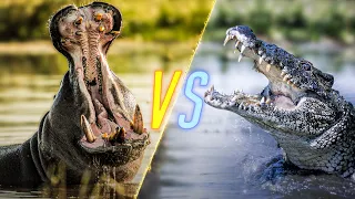 Hippo VS Crocodile