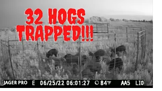 NEW RECORD of wild hogs trapped in one drop with Muddyfeet