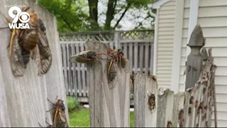 Cicadas emerging all over but where is the noise?