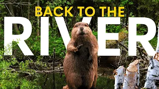 How Beavers Fully Revitalised This UK River