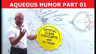 Aqueous Humor | Production, Circulation & Drainage Part 1/2