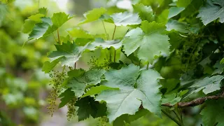 Turpan in China's Xinjiang turns grape leaves into gold