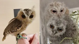 BABY OWL🦉- Funny Owls And Cute Owls Videos Compilation (2021) #010 - Funny Pets Life