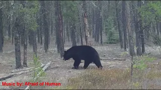 Saskatchewan Spring Bear Hunt 2022 - Top of the Rock Outfitters SK