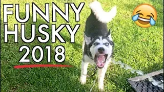 FUNNY Husky TALKING Compilation - Hilarious Siberian Huskies 2018! (Bonus Video)