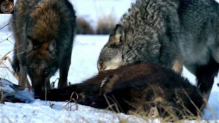 Wolf Documentary HD-The War Of The Wolf-White Wolf @asifofficial2