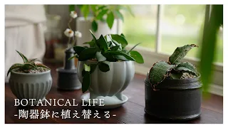 【観葉植物】素敵な陶器鉢を見つけてしまった...。益子陶器市2023春で購入した鉢に植え替え