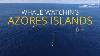 Whale Watching Azores Islands