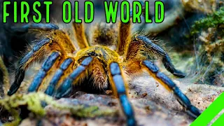 Top 10 BEST Beginner OLD WORLD Tarantulas for YOU!