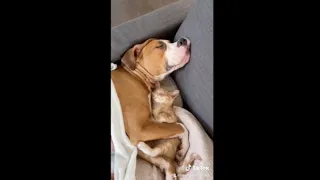 Kitten & Pit bull Become Bestfriends!