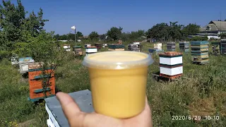 Как придать товарный вид мёду с подсолнуха