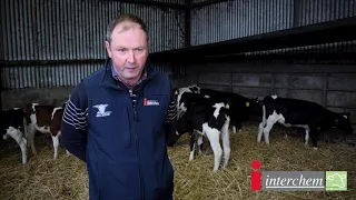 3 Reasons to feed Calf Milk Replacer over Whole Milk.