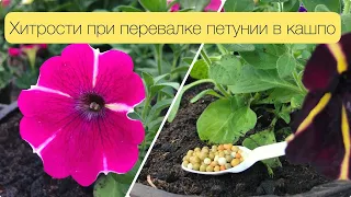 ХИТРОСТИ ПРИ ПЕРЕВАЛКЕ ПЕТУНИИ В КАШПО, КАКИЕ УДОБРЕНИЯ ДОБАВИТЬ, КАК ПРАВИЛЬНО ПЕРЕВАЛИВАТЬ, ГРУНТ