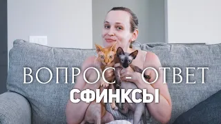 Лысенькие сфинксы: ваши вопросы ❤️Лея и Пеппер