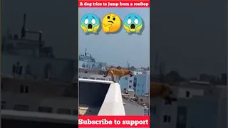 Собака пытается прыгнуть с крыши, A dog tries to jump from a rooftop #shorts #viral #dog #jump