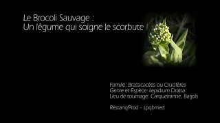 Plantes sauvages: Le Brocoli sauvage