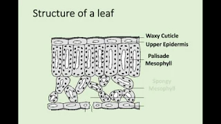 N5 Biology - 2.5 Transport in Plants