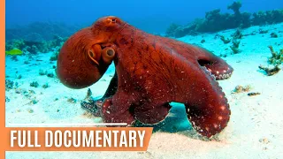 Primeval squids - In the hunting grounds of the mysterious Cephalopods