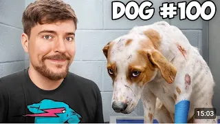 100 Köpek Sahiplendim!(Mrbeast türkçe dublaj) @MrBeast