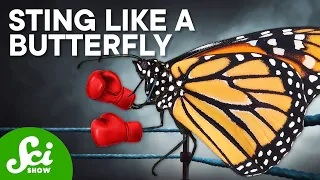 7 Butterflies That Could Beat You in a Fight