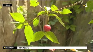 Cerise à cote plante médicinale contre la dengue, fièvre, mauvaise haleine, fatigue