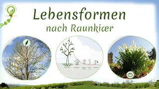 Lebensformen nach Raunkiaer: Phanero-, Chamae-, Hemikrypto-, Krypto- & Therophyten + Beispiele