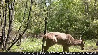 CITWC Nature Park Trail Cam Videos #95 04-2024 Deer Dog Sparrow Bumblebee