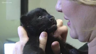 Jaguar at Wildlife World Zoo gives birth to healthy baby cub