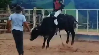 Treino de rodeio