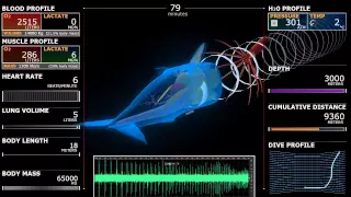 FW 302: Sperm whale dive, 3D simulation