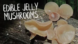 Edible Jelly Mushrooms | Wood Ear & Amber Jelly Roll