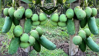 How to grafting mangoes with duck eggs in papaya trees to get more fruit than you think