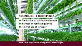 Hydroponics Revolutionize Farming in Kenya