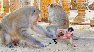OMG! Tiny Baby Monkey Alis feels sad wants to play with Papa but Papa rejects her