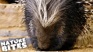 Lonely Porcupine QUILLS Her New Mate | The Secret Life of the Zoo | Nature Bites