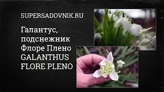 Галантус (подснежник) Флоре Плено / GALANTHUS FLORE PLENO