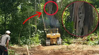 Strange Sighting When Bulldozers Work to Clear Plantation Land