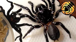 Is this too many funnel-web spiders? Spider unboxing
