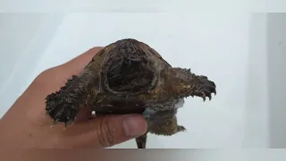 Guía tortuga lagarto mexicana (chelydra rossignoni)