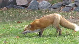 Fox playing with fiesty snack