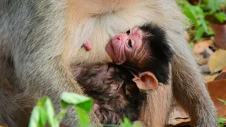 The Fresh Newborn Baby Monkey #Shorts