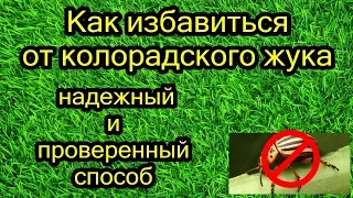 Как избавиться от колорадского жука. Надежный и проверенный способ.