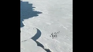 В Антарктиде пингвин побежал впереди всех и чуть не уплыл один на льдине в океан