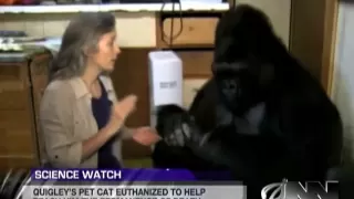 Scientists Successfully Teach Gorilla It Will Die Someday