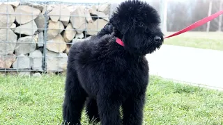 Black Russian Terrier puppy girl