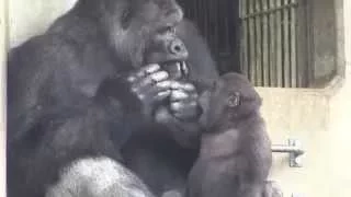 シャバーニとキヨマサ father and the son  gorilla are happy